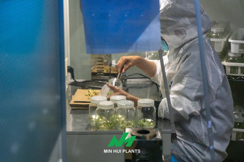 The Future of Commercial Plant Production: Why Data Management Will Become a Competitive Advantage